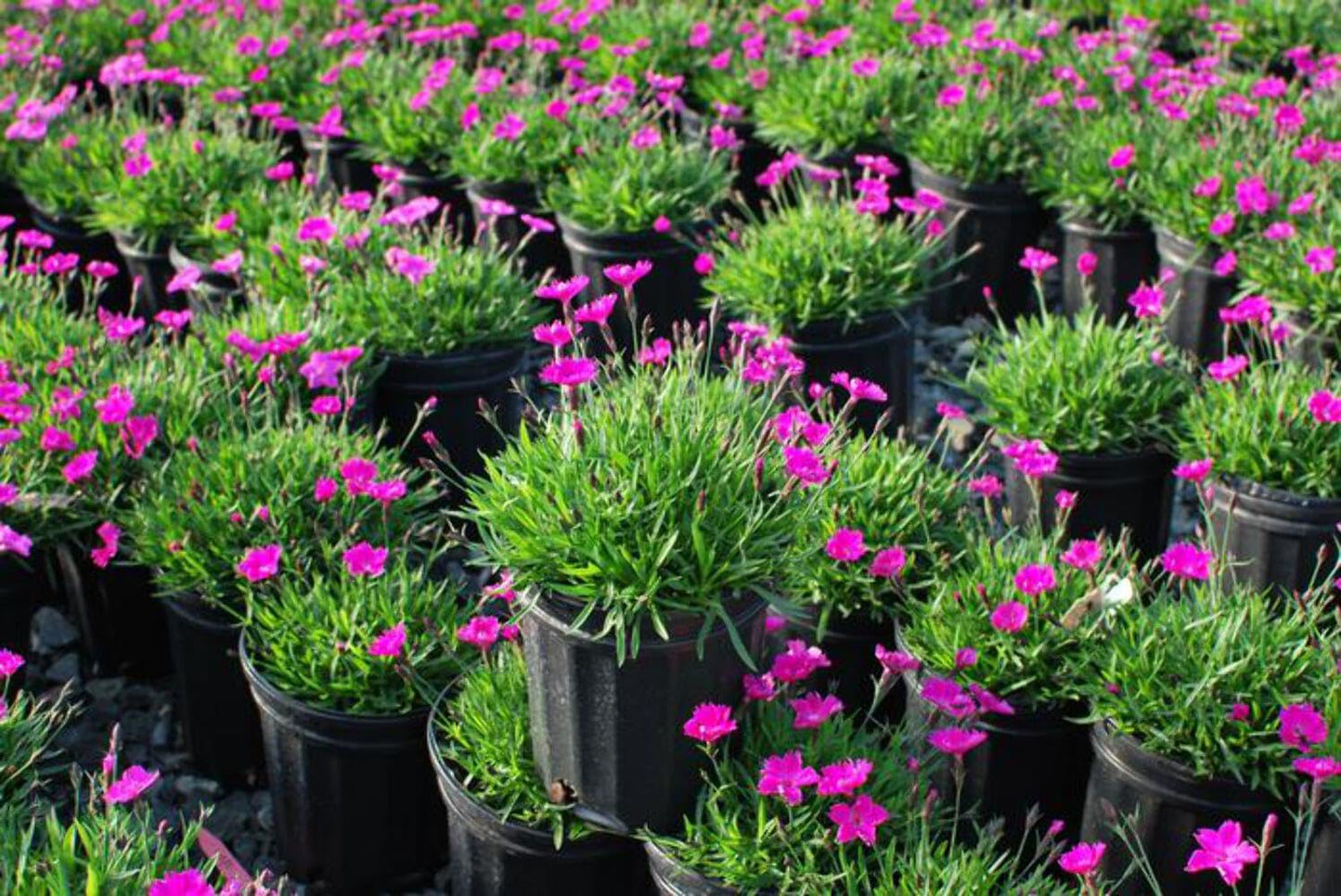 Perennial Farm Marketplace Dianthus x Kahori (Garden Pinks) Perennial Size-#1 Container, Dark Fuschia Flowers