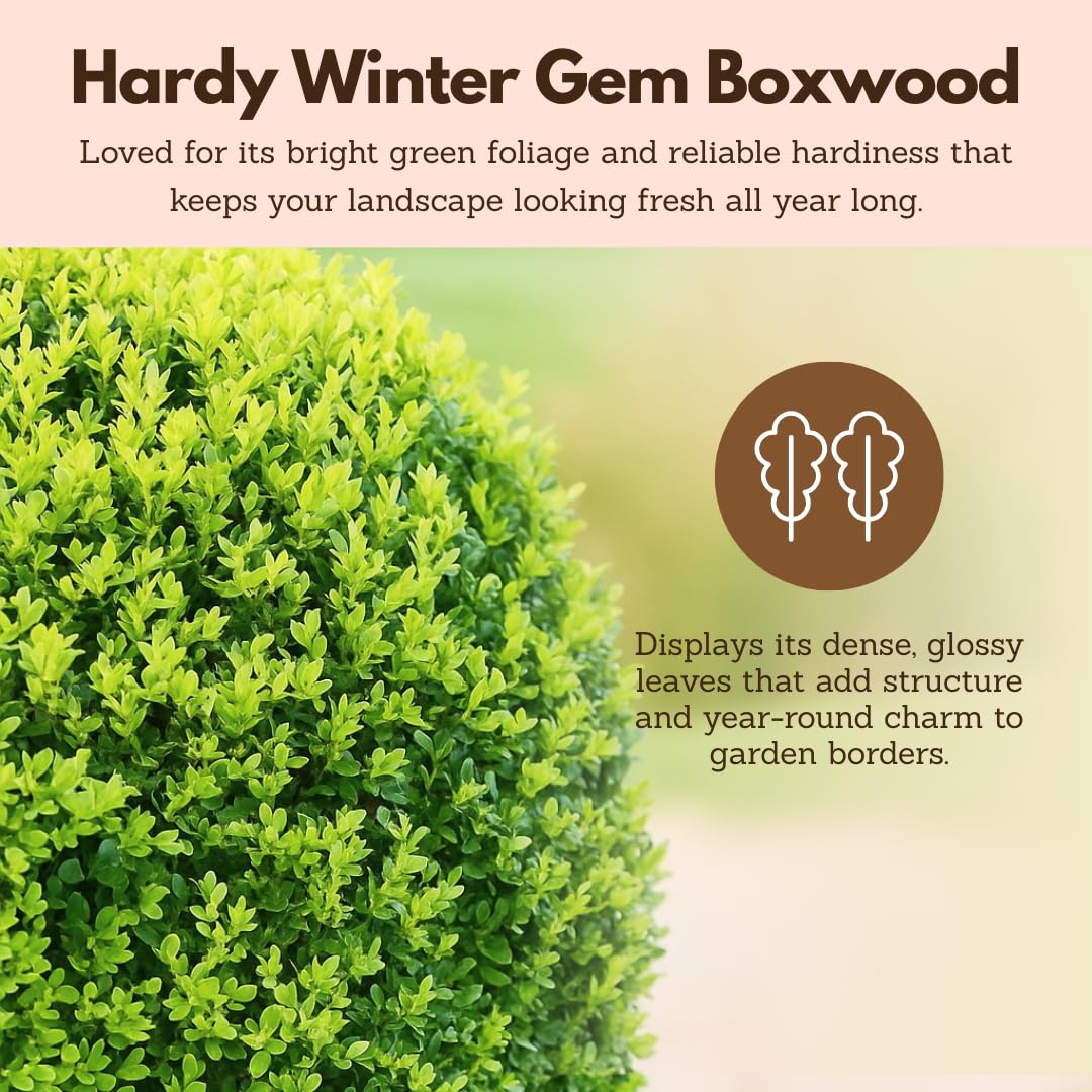 My Shelfie – Winter Gem Boxwood Bonsai Starter Tree (Buxus microphylla Japonica ‘Winter Gem’), 2-Inch Live Evergreen Shrub for Indoor or Outdoor Garden, Landscape, and Home Décor (1)