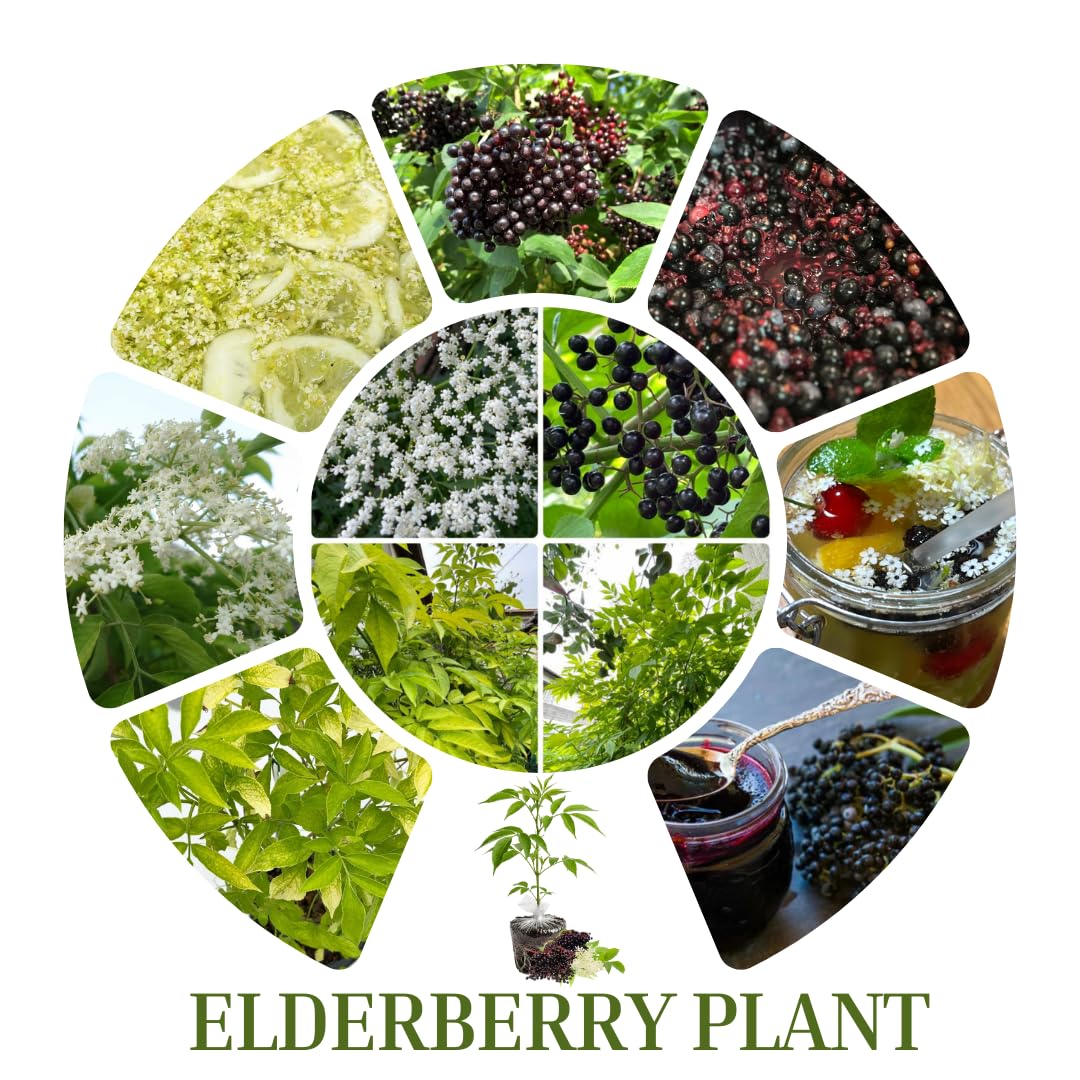 1 Elderberry Bushes Plants Live, No Pot, 6-12" in Tall, Dormant, No Leaf, Cold Hardy for Outdoor Planting