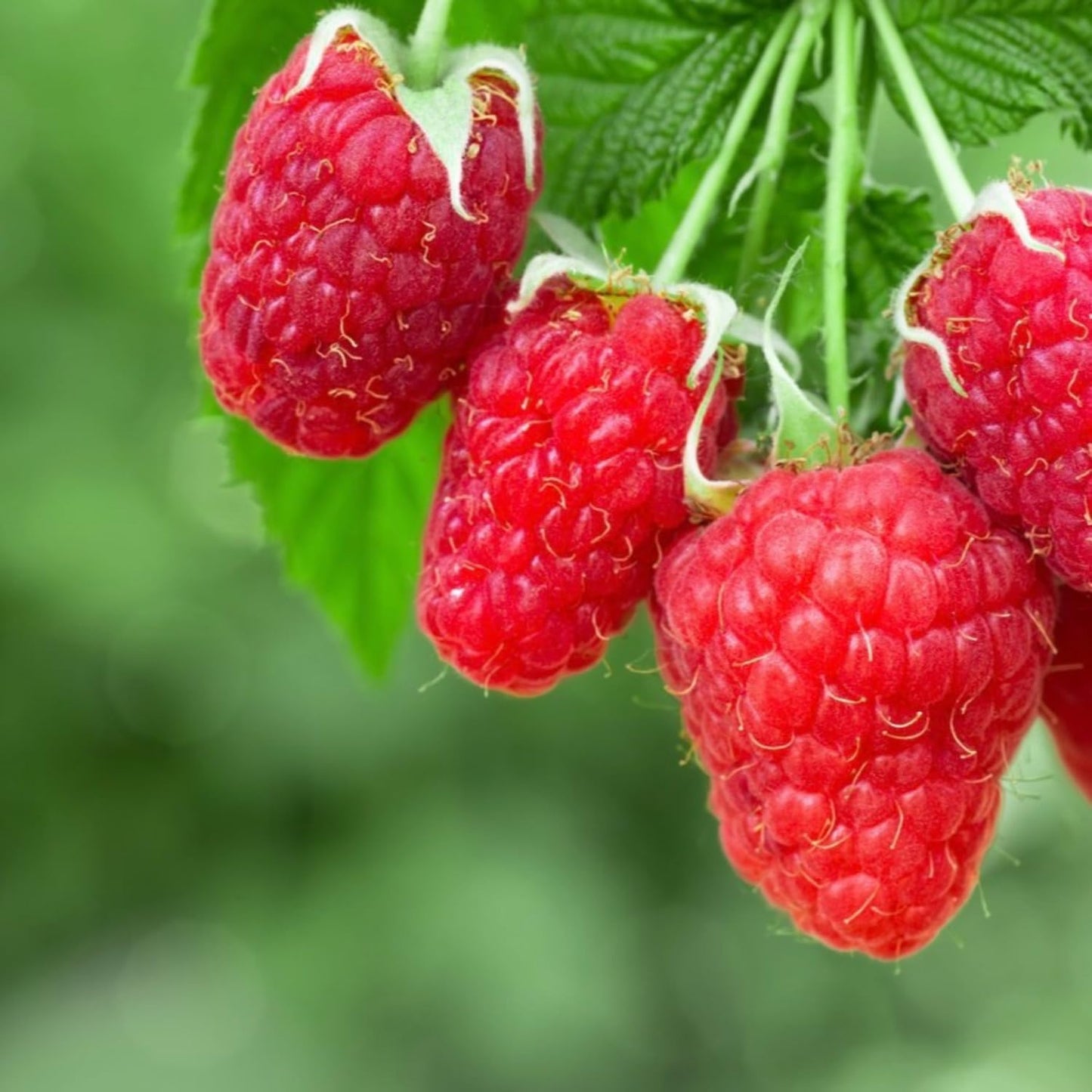 2-Pack Raspberry Plants Live, Raspberry Bushes Live Plants Well-Rooted, 5-9 Inch Tall, Raspberry Fruits (Caroline Red Raspberry)