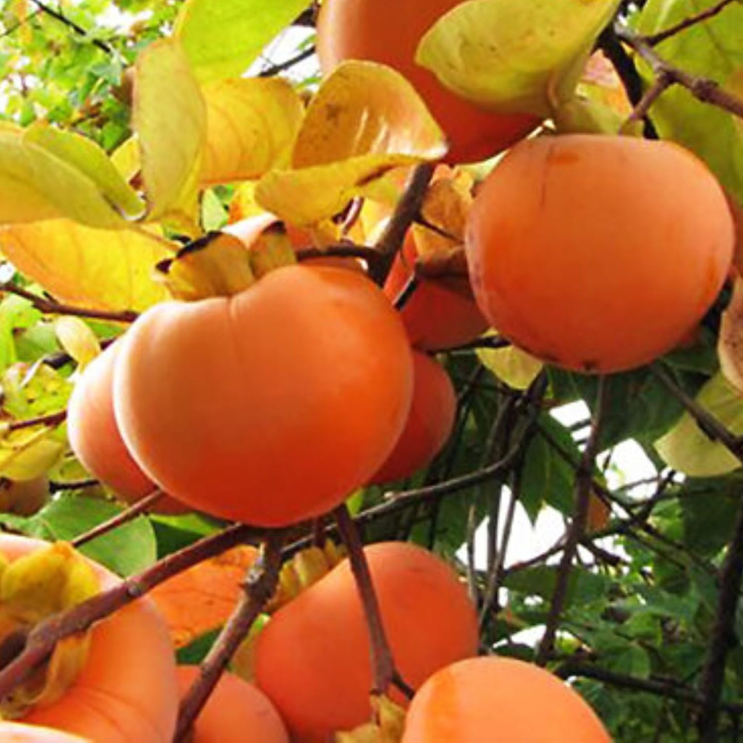 Persimmon Fruit Trees Live Plants, 6-14 Inches Seedlings, Well-Rooted, American Persimmon Tree for Planting Outdoor, Zones 7-9, No Leaf, Bare Roots