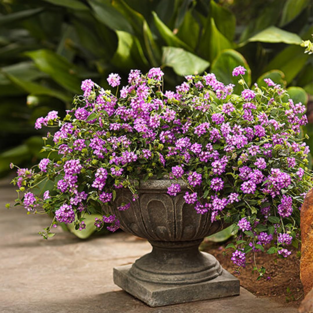Mixed 4 Lantana Plants Live for Planting Outdoor, Lantana Trees or Trailing, Ready to Bloom, Hardy, Long Blooming Vibrant Perennial, 4-6" in Tall Spring Growing