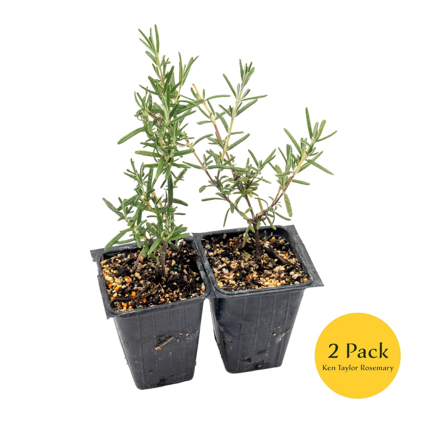 2 Ken Taylor Rosemary in 3.5" Nursery Cubes | Rosmarinus officinalis ‘Ken Taylor’ | Fragrant Evergreen Herb for Cooking, Gardens & Containers | Ready-to-Plant Live Plants