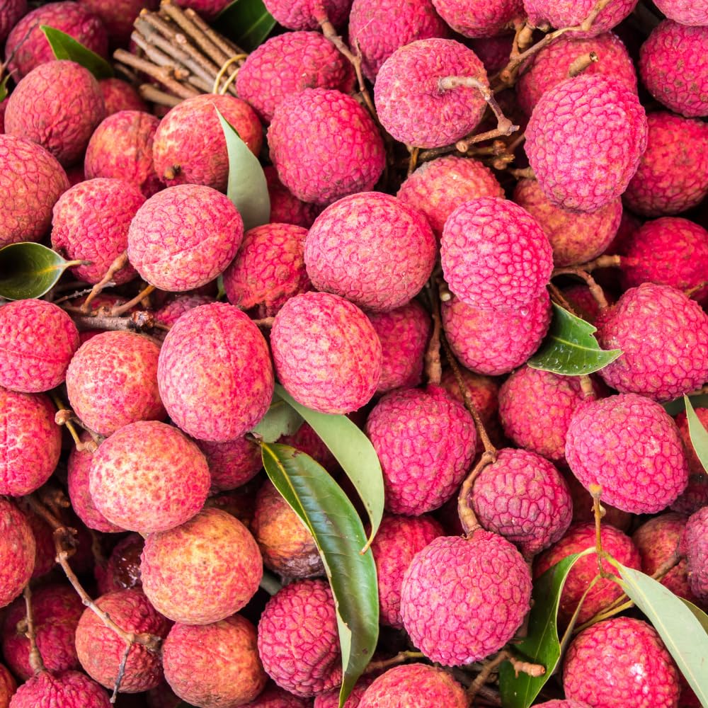 Lychee Tree Live Plant, 3 Gallon Pot, Grafted Lychee Tree, 3-4 Ft Tall Tropical Sweet Litchi Fruits Plant, No Ship to CA