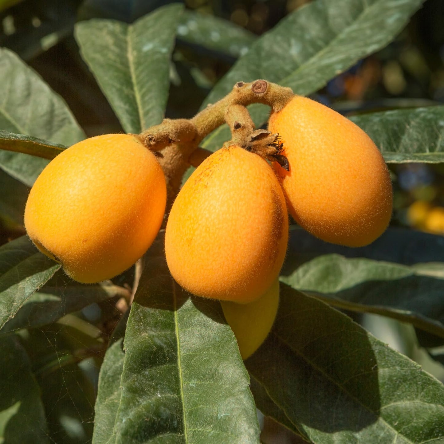 Loquat Tree, 5-9'' Tall Live Loquat Trees Live Plant in 4 Inch Pot, Cold Hardy, Perennial Fruit Plant Seedlings for Home Garden