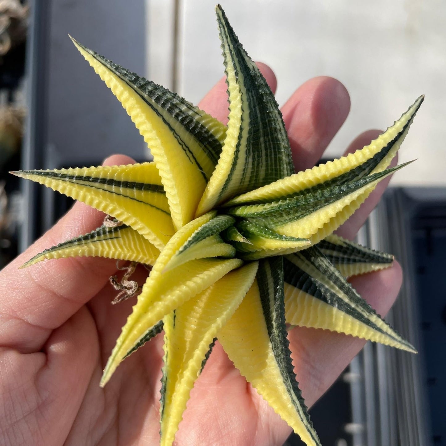 Rare Haworthia Limifolia variegata Succulent Plants – Unique Live Indoor Plants | Low-Maintenance | Great for Collectors, Home, Office, and Gifts