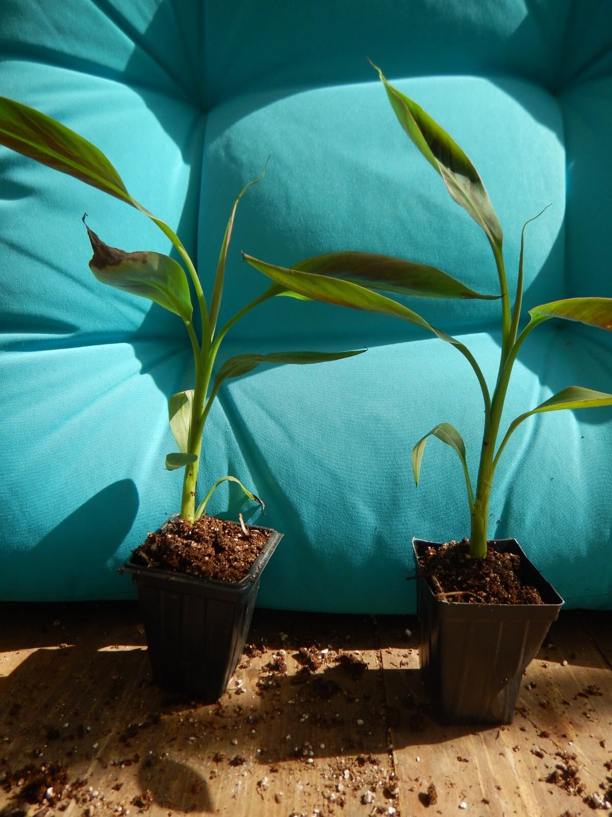 Live Plant - Zebrina Musa Acuminatavariegated Sumatrana Rojo Blood Bananastarter Plant