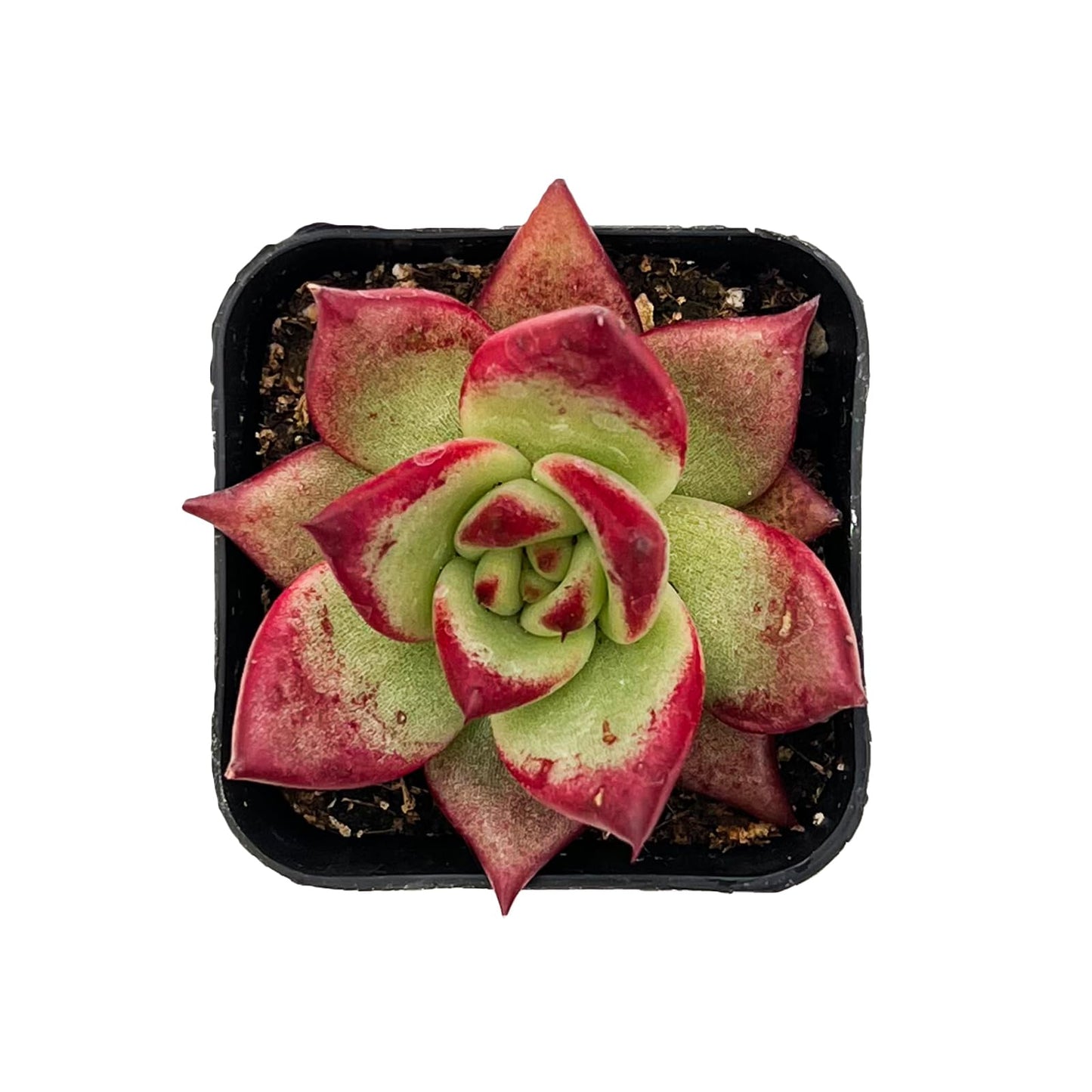 Sprout N Green Echeveria Red Knight, Mini Live Red Ebony Succulent Fully Rooted in 2" Pot, House Plant for Indoor Outdoor Home Office Wedding Decoration Party Favor DIY Projects, Pets Friendly