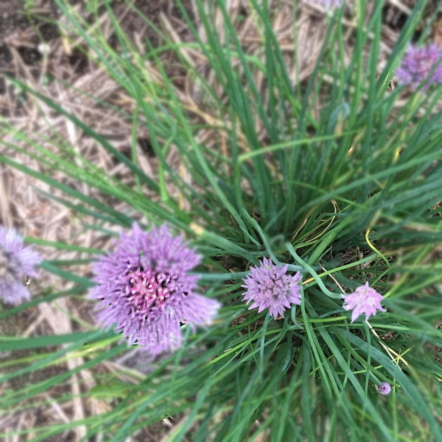 Smoke Camp Crafts Organic Chives Plant, (Allium schoenoprasum) 2.5-inch Pot - Kitchen Garden Herbs Live Plant