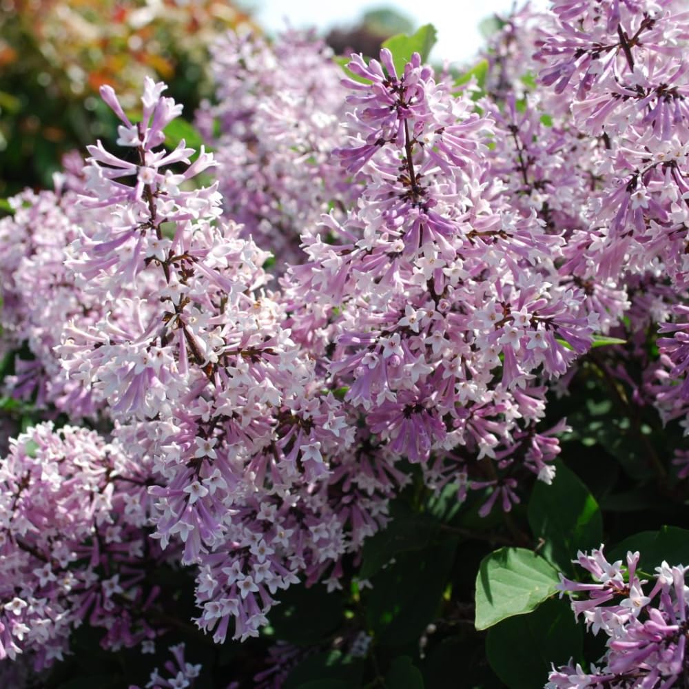Lilac Live Plant in Pot, Hardy Shrub with Reblooming Blossoms, 1-2 Year Old Plant, Dormant in Winter, Fragrant Flowers (Lavender Lilac)