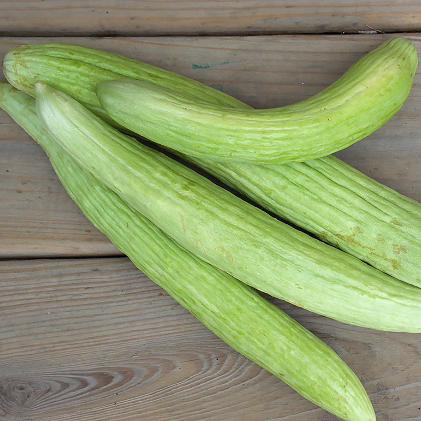 Armenian Striped Snake Cucumber Seeds - 75+ Seeds…