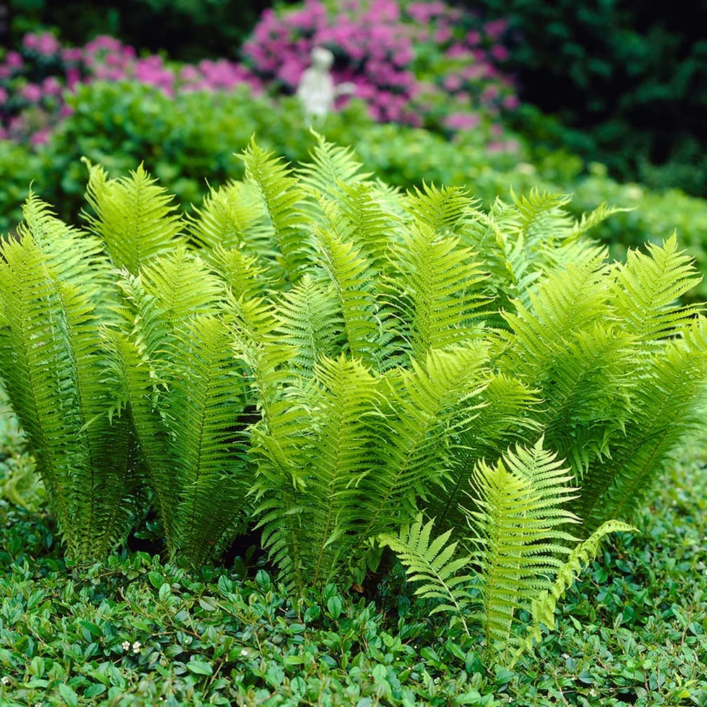 Votaniki Tennessee Ostrich Fern Roots - Perennial Fern Root for Planting | Perfect for Shaded Areas - Low Maintenance and Hardy (1 Pack)