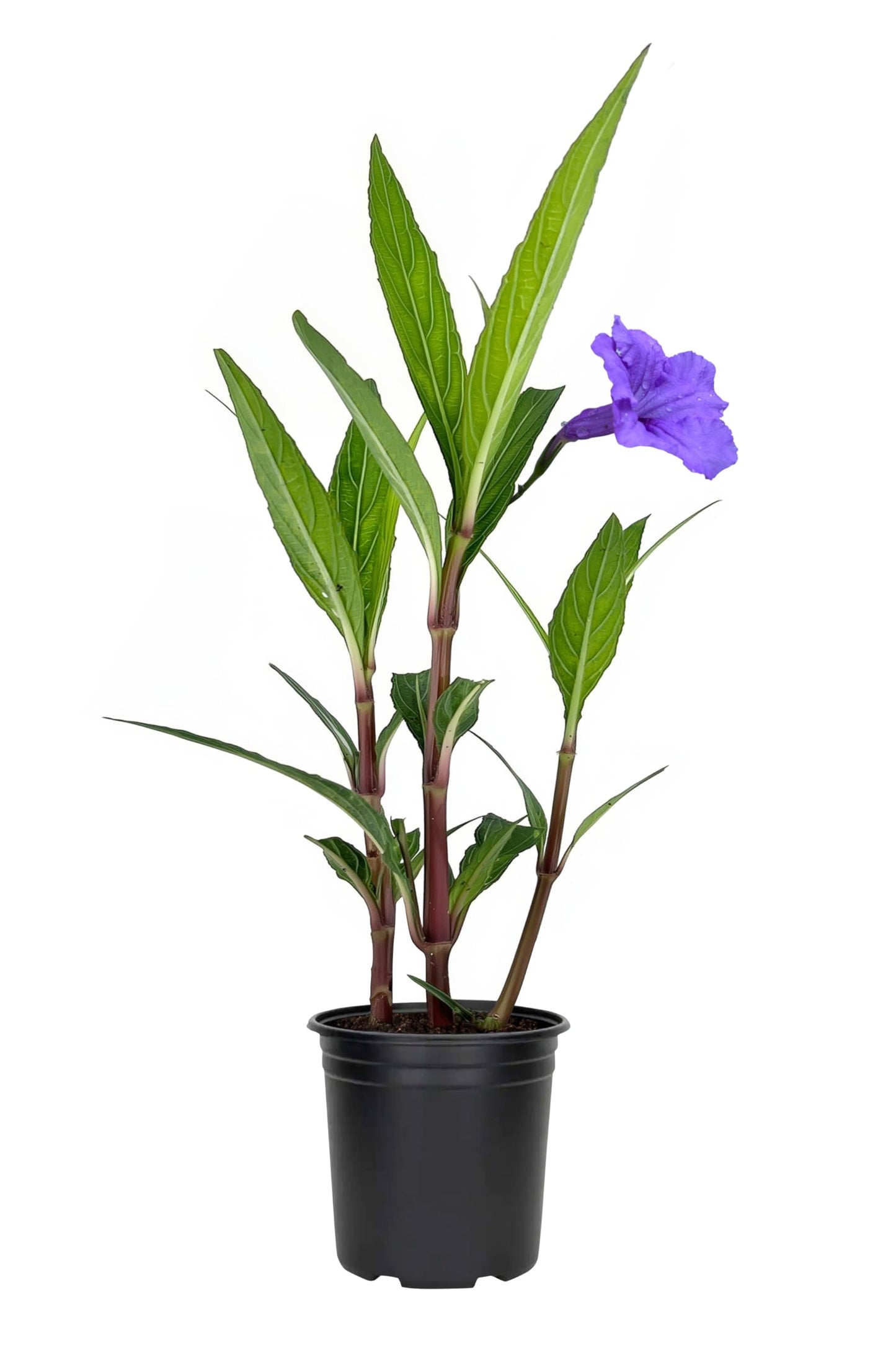 Mexican Petunia Purple | 5 Live 4 Inch Plants | Ruellia Brittoniana | Purple Flowering Landscape Pollinator | Heat Tolerant Groundcover | Outdoor Perennial for Gardens Borders Walkways Containers