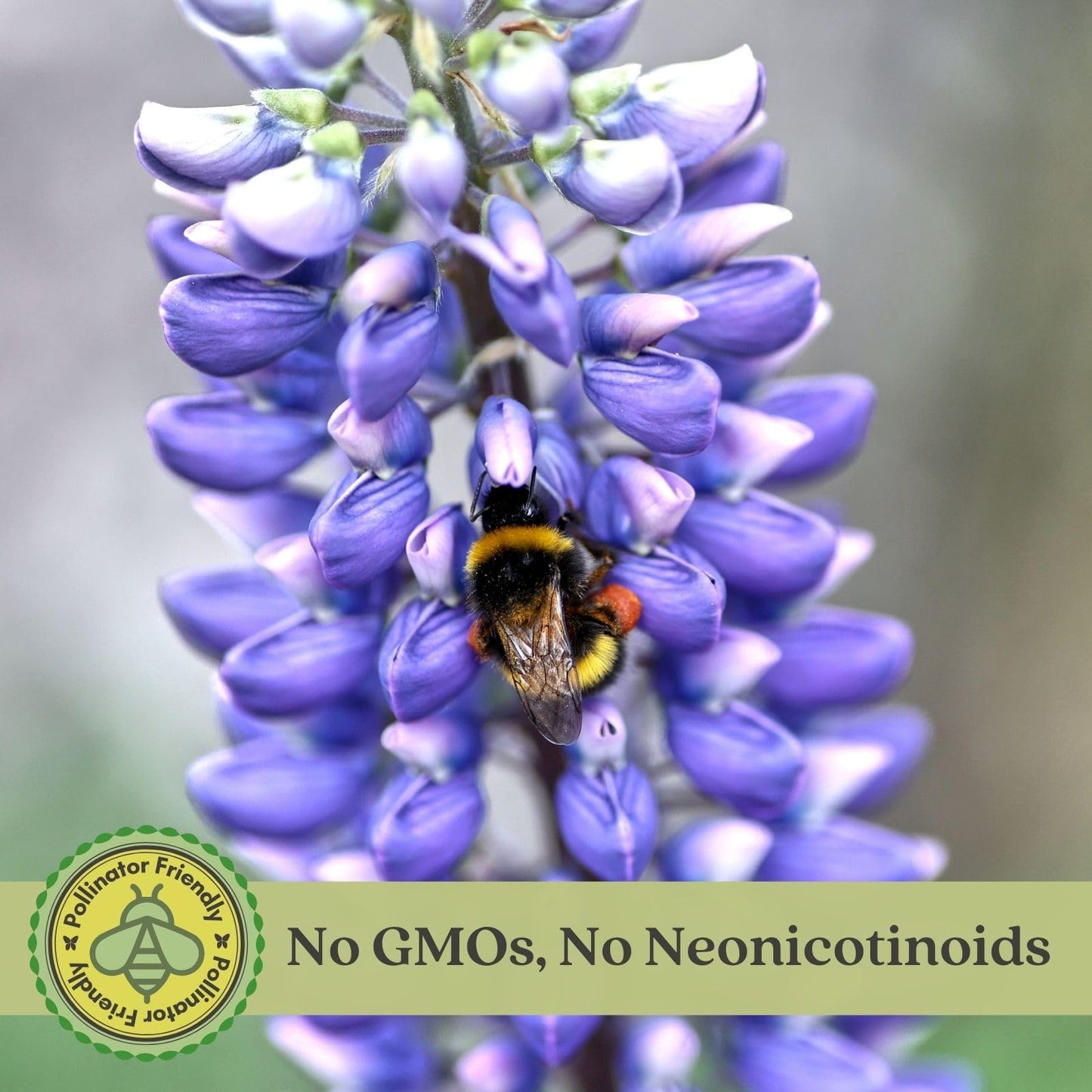 Clovers Garden Lupine Gallery Mix (Lupinus) Plants – Two (2) Live Plants – Non-GMO - Not Seeds - Each 4" to 8" Tall – in 4" Inch Pots – Perennial Flower