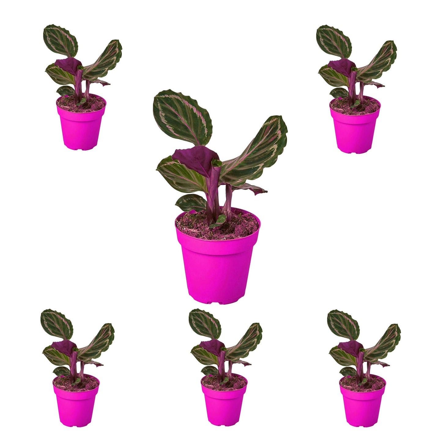 6 Pack Calathea Roseopicta 'Medallion' in 6in Pot - Live Plants Tropical Houseplants | Variegated | USA Growers | The Snobby Leaf
