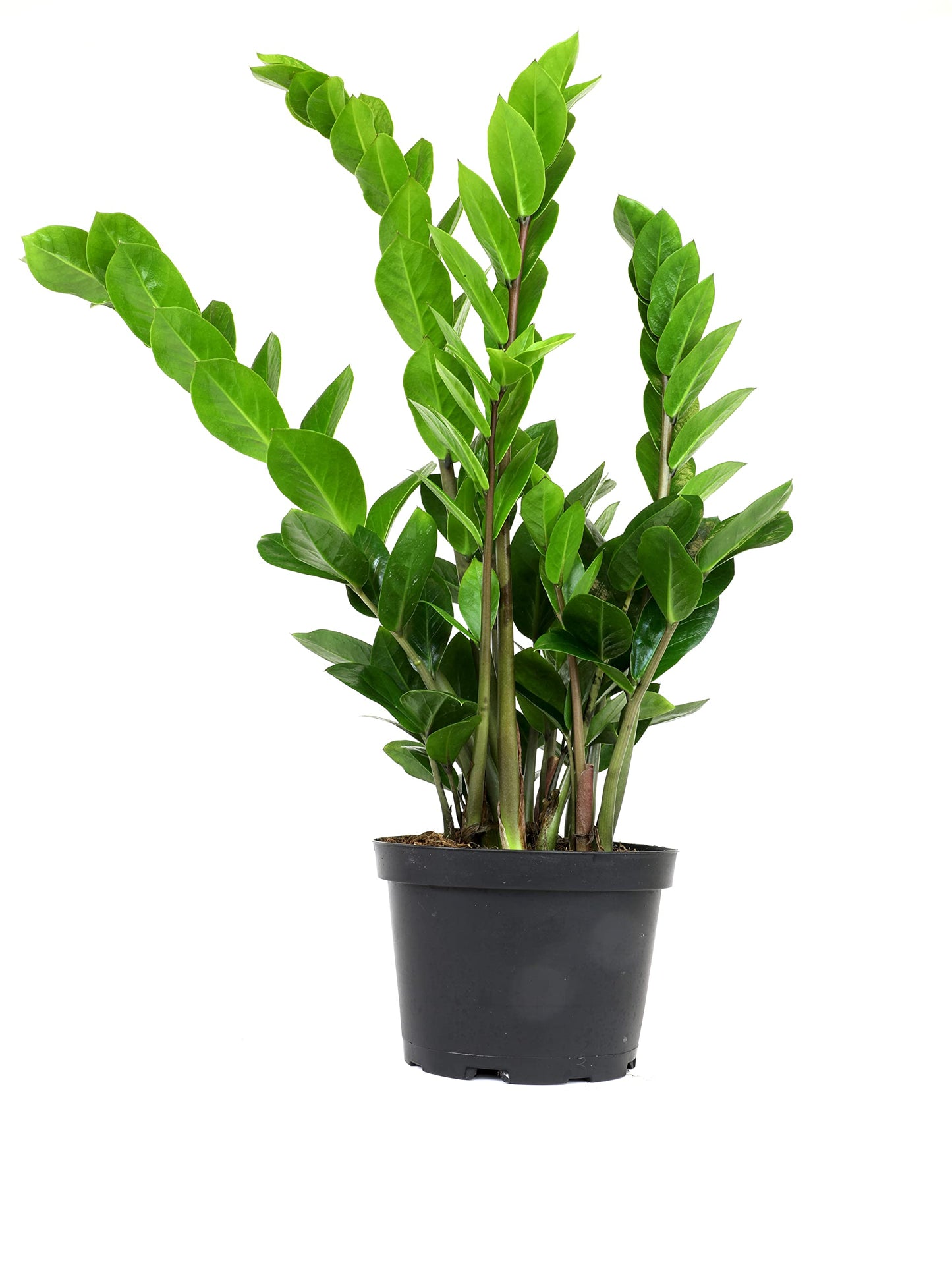 6" ZZ Plant Zamioculcas Zamiifolia, ZZ Plants Live House Plants Indoors Live House Plants Indoors, Indoor Plants Live, Real Live Plants Indoor Plants Live Houseplants Live Indoor by Plants for Pets