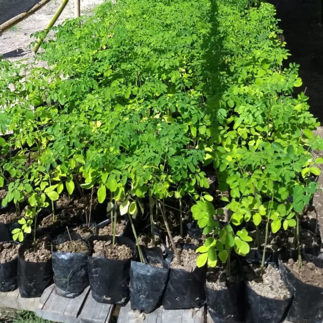 Moringa Oleifera Live Trees Plants in One Pot, 6-10" Tall, Drumstick Horseradish Malunggay Trees Herb, Zones 9-11, 8 Months Old Seedling Tree