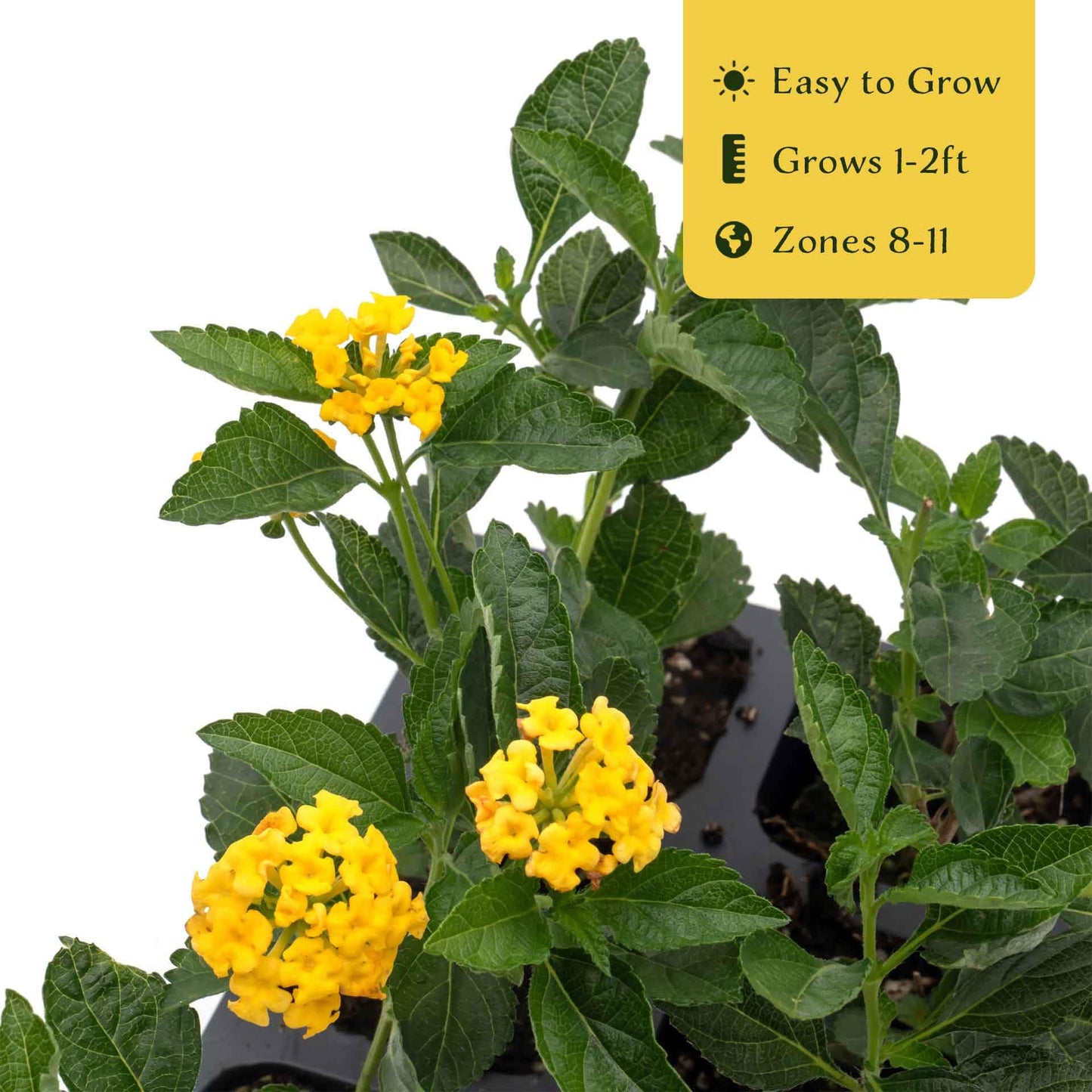 12 New Gold Lantana – Golden Yellow Flowering Shrub for Borders, Containers, & Pollinator Gardens (Lantana Camara ‘New Gold’) in 2.5″ Cubes, Live Plants
