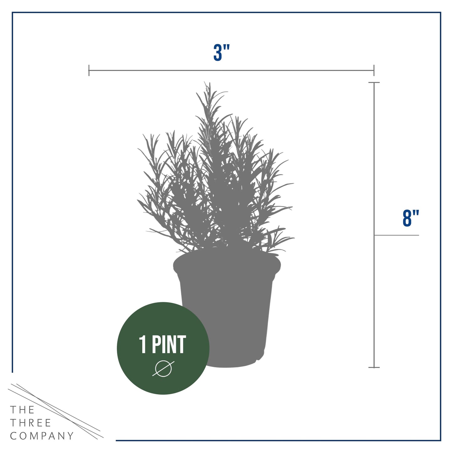Live Aromatic and Edible Herb - Rosemary (6 Per Pack), Naturally Improves Breathing and Air Quality, 8" Tall by 3" Wide