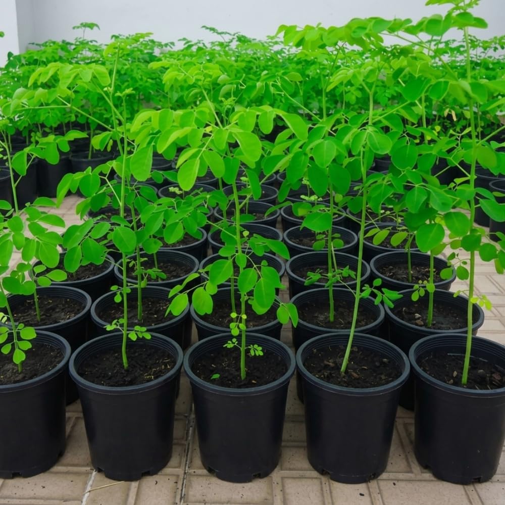 2 Moringa Tree Live Plants, Moringa Oleifera Starter Plants, Drumstick Tree, 5-7 Inch Tall, Fast Growing Ready to Grow for Outdoor Garden, Well Rooted