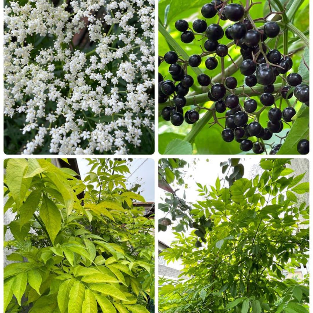 1 Black Elderberry Plant Live, 6-9 Inch Tall, American Elderberry Bush, Hardy Elderberries Tree
