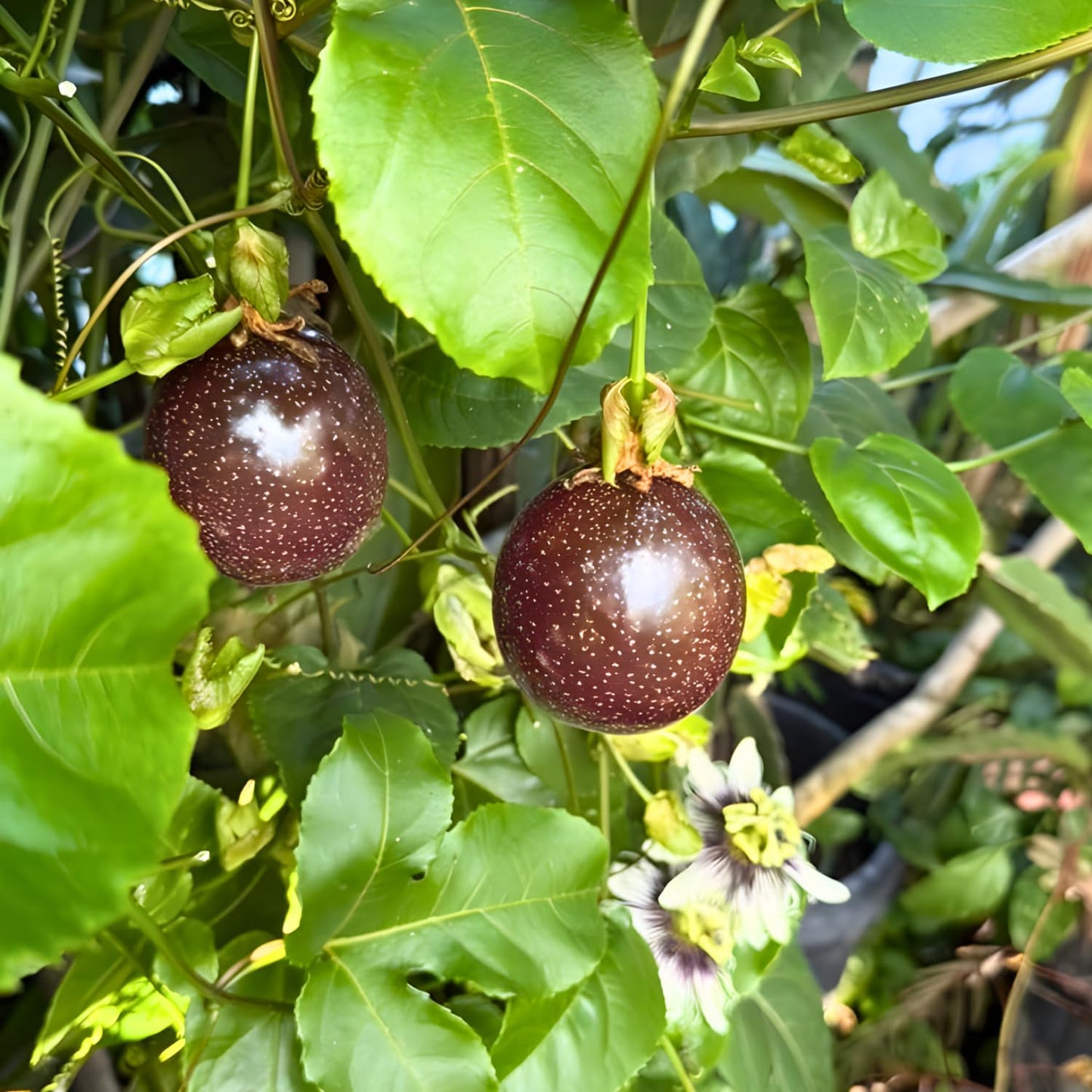 Passion Fruit Plant Live - Red Passionfruit | Size 4 Inch Tall | Fast Growing Red Passion Fruit with Striking Red Flowers for Pergolas, Arbors & Garden Spaces