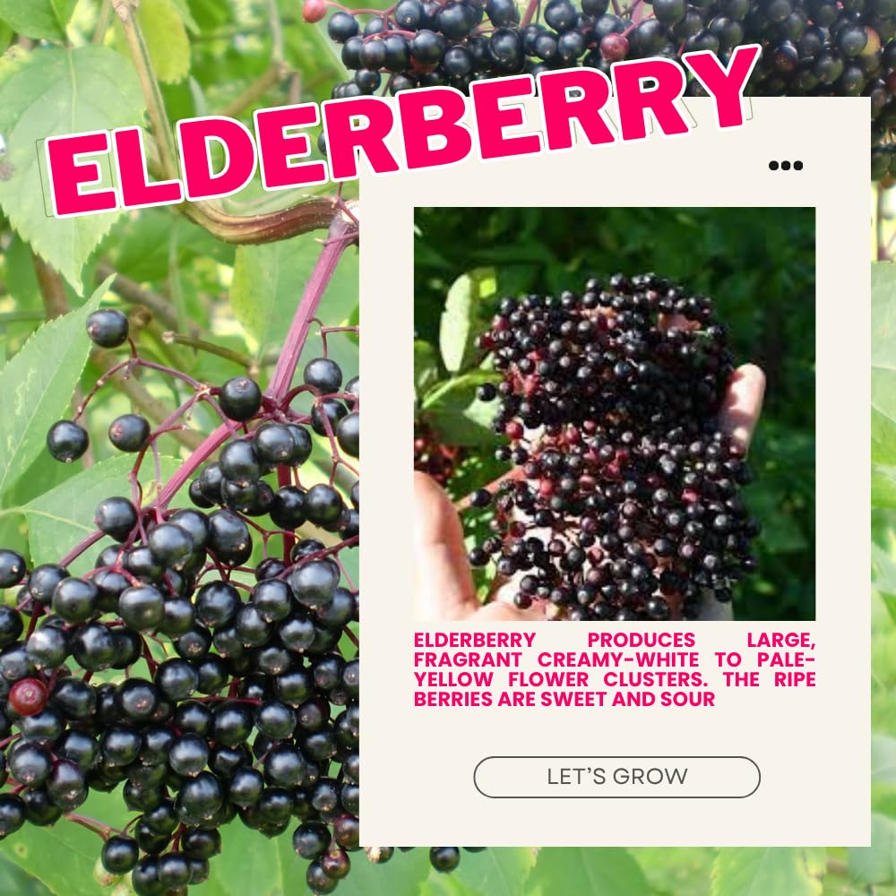 Set 2 American Elderberry Plants Live, 6-12 Inch Tall, American Elderberry Bush, Hardy Elderberries Trees