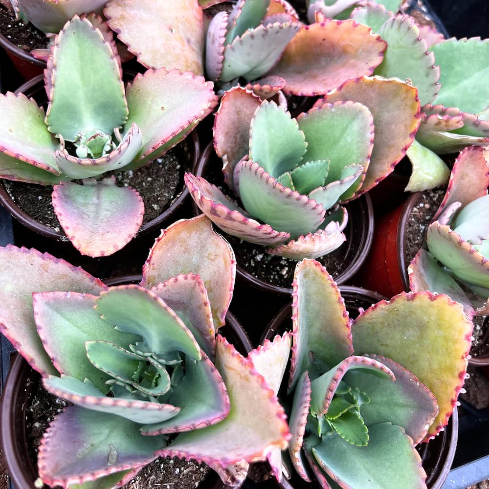 HTKOMA Kalanchoe Mother of Thousands Plant Live in 4 Inch Pot, Kalanchoe Succulent Live Plants Indoor Outdoor, Kalanchoe Plants Live