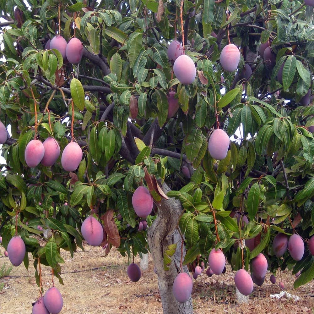 mango tropical fruit tree 12"-24" Palmer