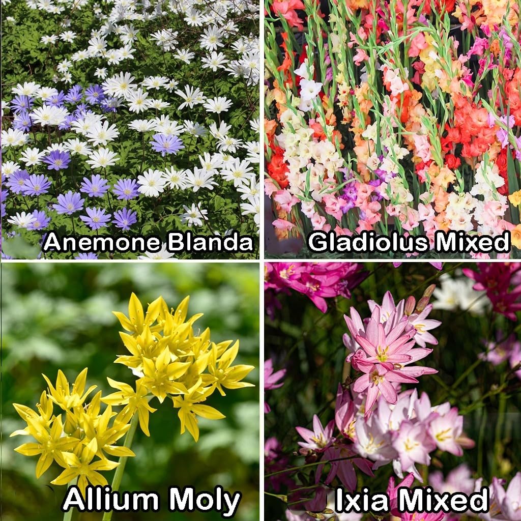Amazing Deal-Complete Spring & Summer 100 Bulbs Blooming Bee & Butterfly Garden Collection-Beautiful Flowers that Attract Bees, Butterflies, Hummingbirds & Other Pollinators-Easy to Grow 1000's Sold