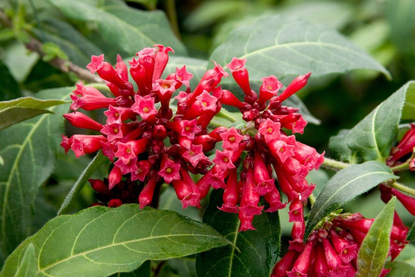 Cestrum Red Plants | 3 Live Seedlings | Cestrum newellii | Red Tubular Blooms | Hummingbird Magnet Shrub for Tropical Garden Designs