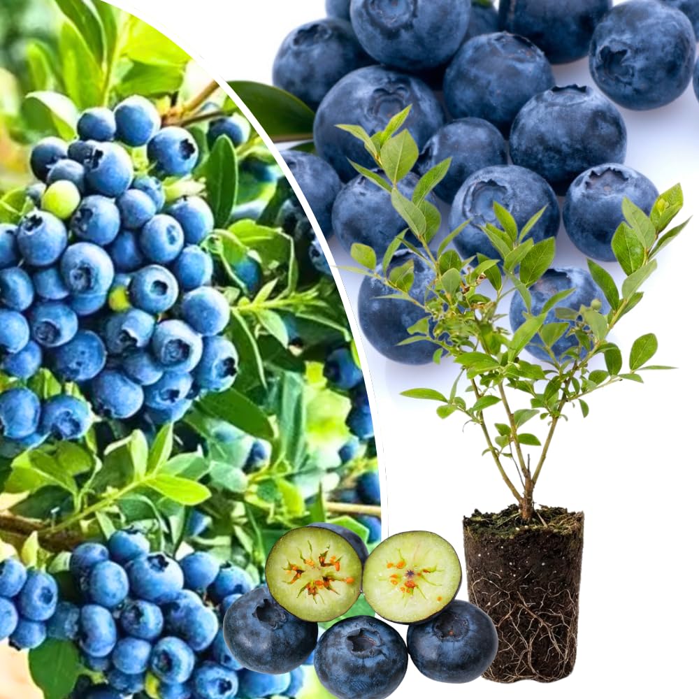 1 Blueberry Bush Live Plant, Blueberry Plant Live for Planting Outdoor, 5-9 Inch Blueberry Fruit Trees, No Pot (Emerald Blueberry)