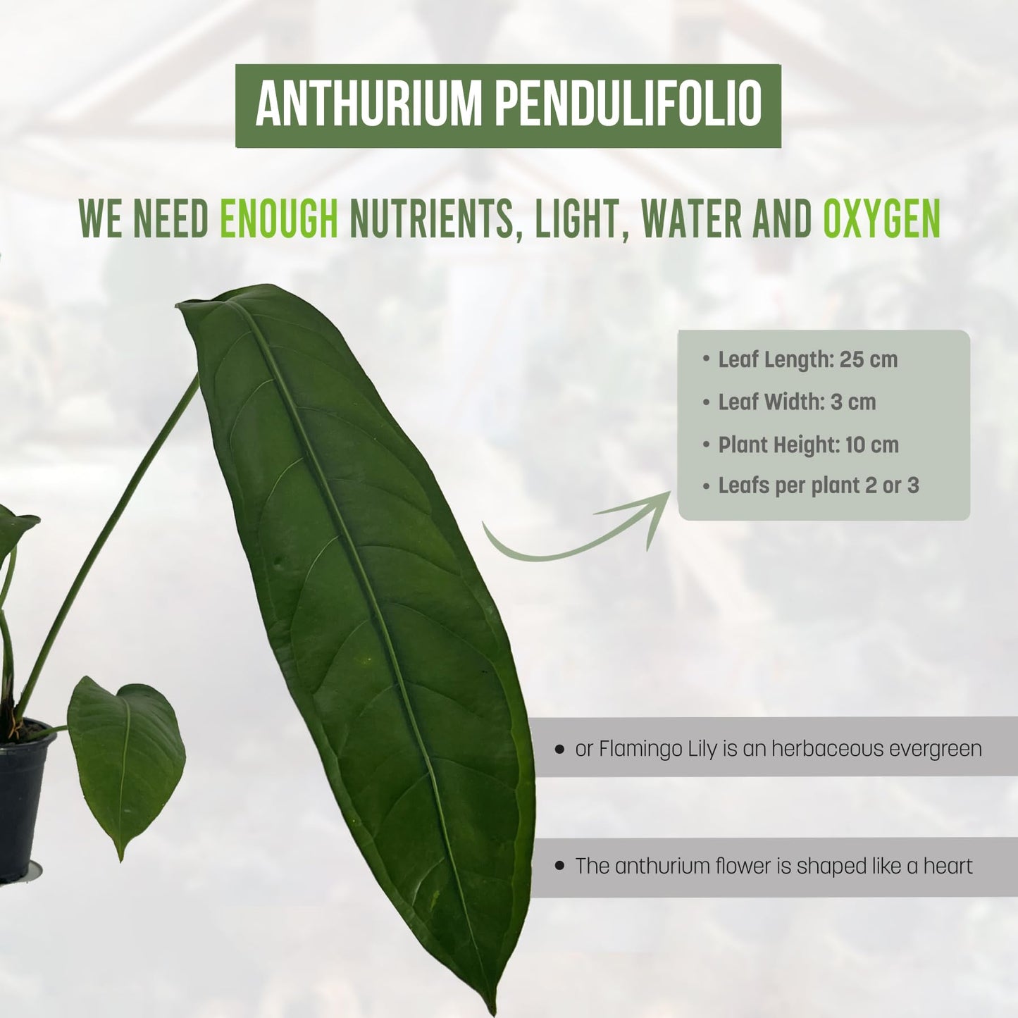 LEAL PLANTS ECUADOR Anthurium Pendulifolio| Exotic Green Indoor House Plant | Tropical Amazon Plant for Living Room Decor | Easy-Care, Live Plant for Home or Office