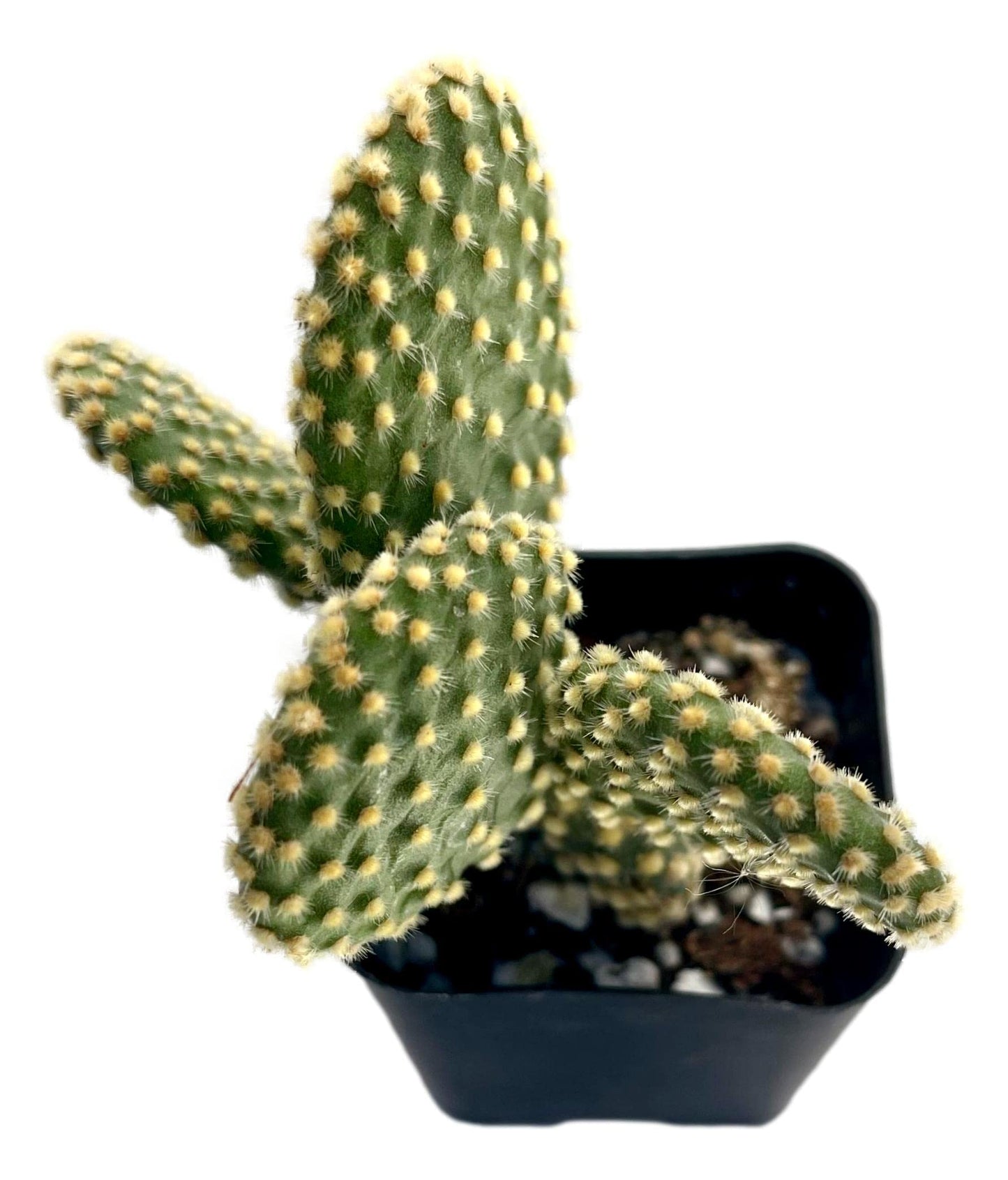 Fat Plants San Diego Living Indoor Succulents and Cactus Rooted in Plastic Planters with Soil (2 Inch, Yellow Opuntia)
