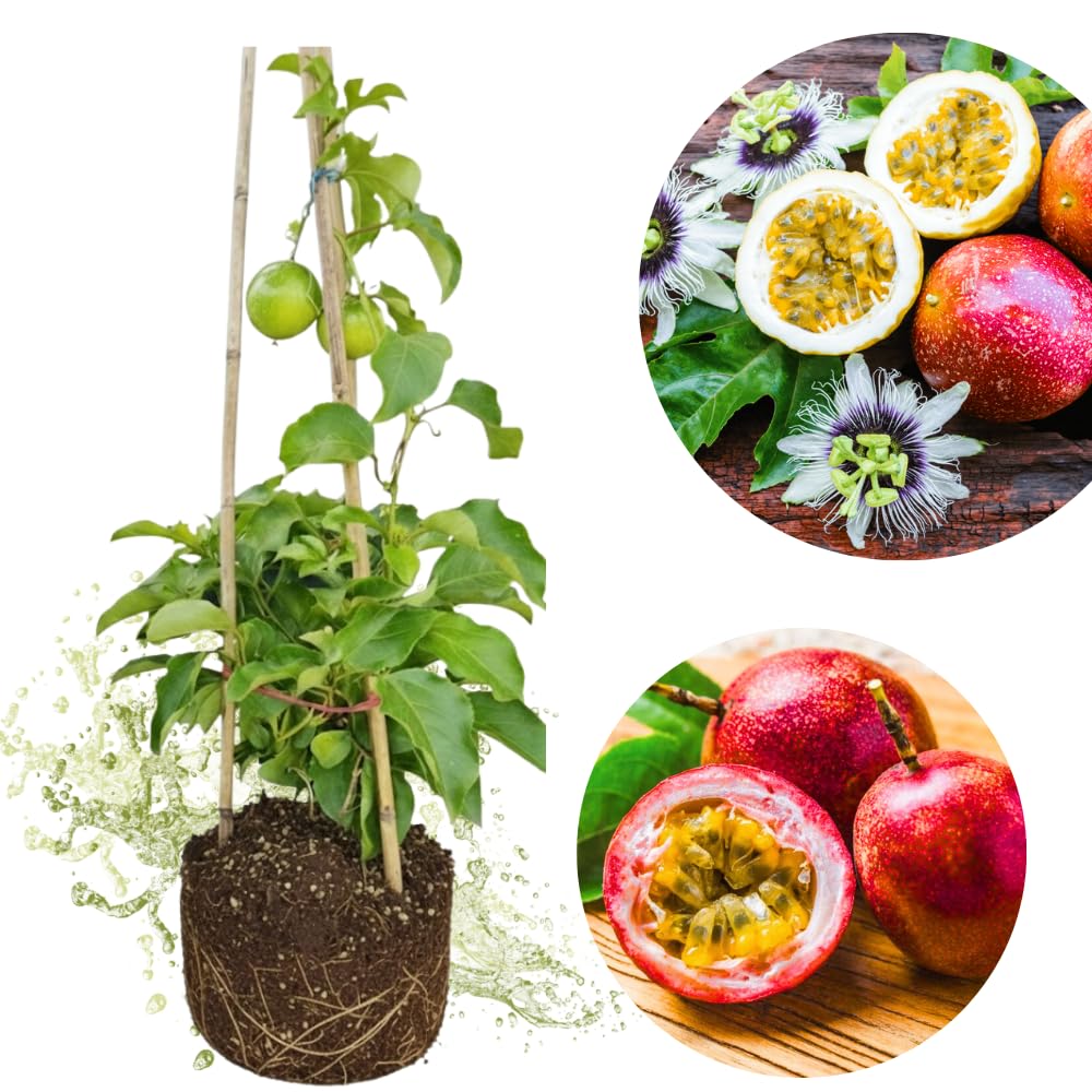 Passion Fruit Live Plant, Live Passionfruit Plant Vine, 4-6'' Tall, Red Passion Fruit Tree Live Plant for Outdoor Planting, Ready to Grow, Cold Hardy