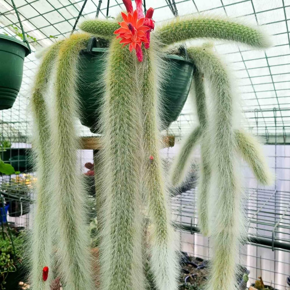 Monkey Tail Cactus Live Plant, Rare Trailing Cactus Indoor Houseplant 3-6 Inch Tall, Hanging Basket, Container Growing