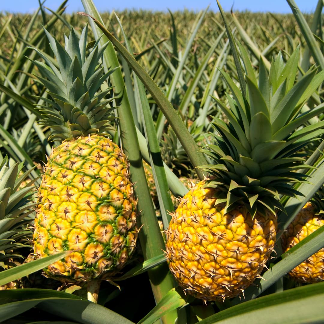 Set of 2 Live Elite Gold Pineapple Plants, 4–7 Inches Tall, Tropical Fruit Plants, Well-Rooted, Ready to Grow, Suitable for Outdoor Garden or Containers