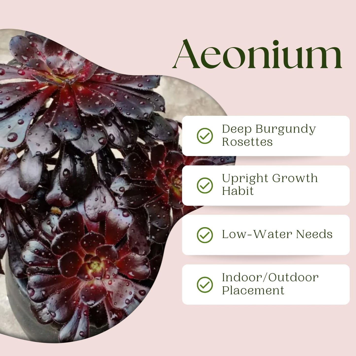 Easy Care Aeonium Plant Live 4” Pot, Rare Succulents Plants Live, Well Rooted, Easy Care House Plants (Black)