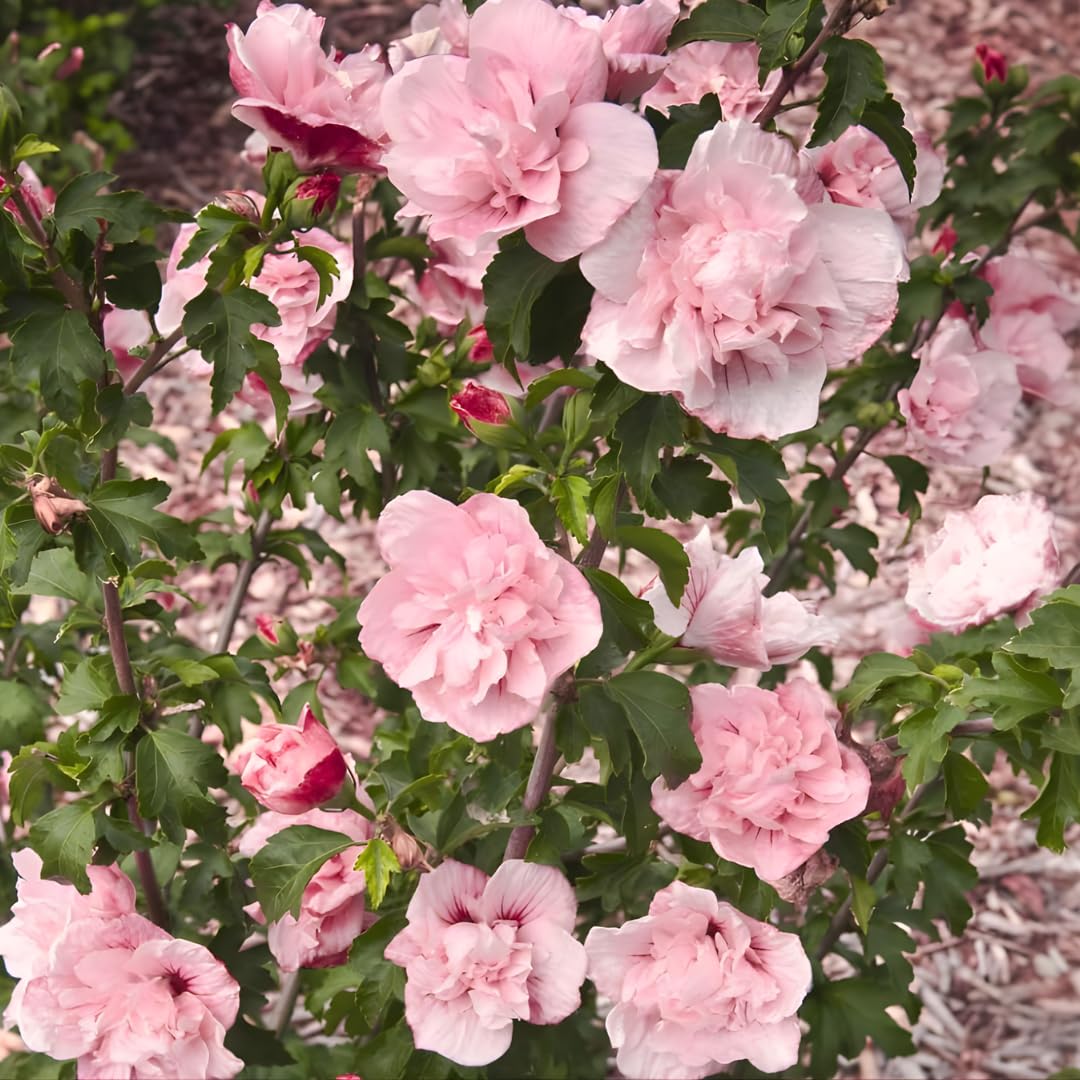 2 Rose of Sharon Tree Live Plant - Pink Althea, 1–2 Feet Tall Pink Hibiscus Syriacus, Flowering Shrubs for Outdoor Planting and Garden Beds, Dormant Plant
