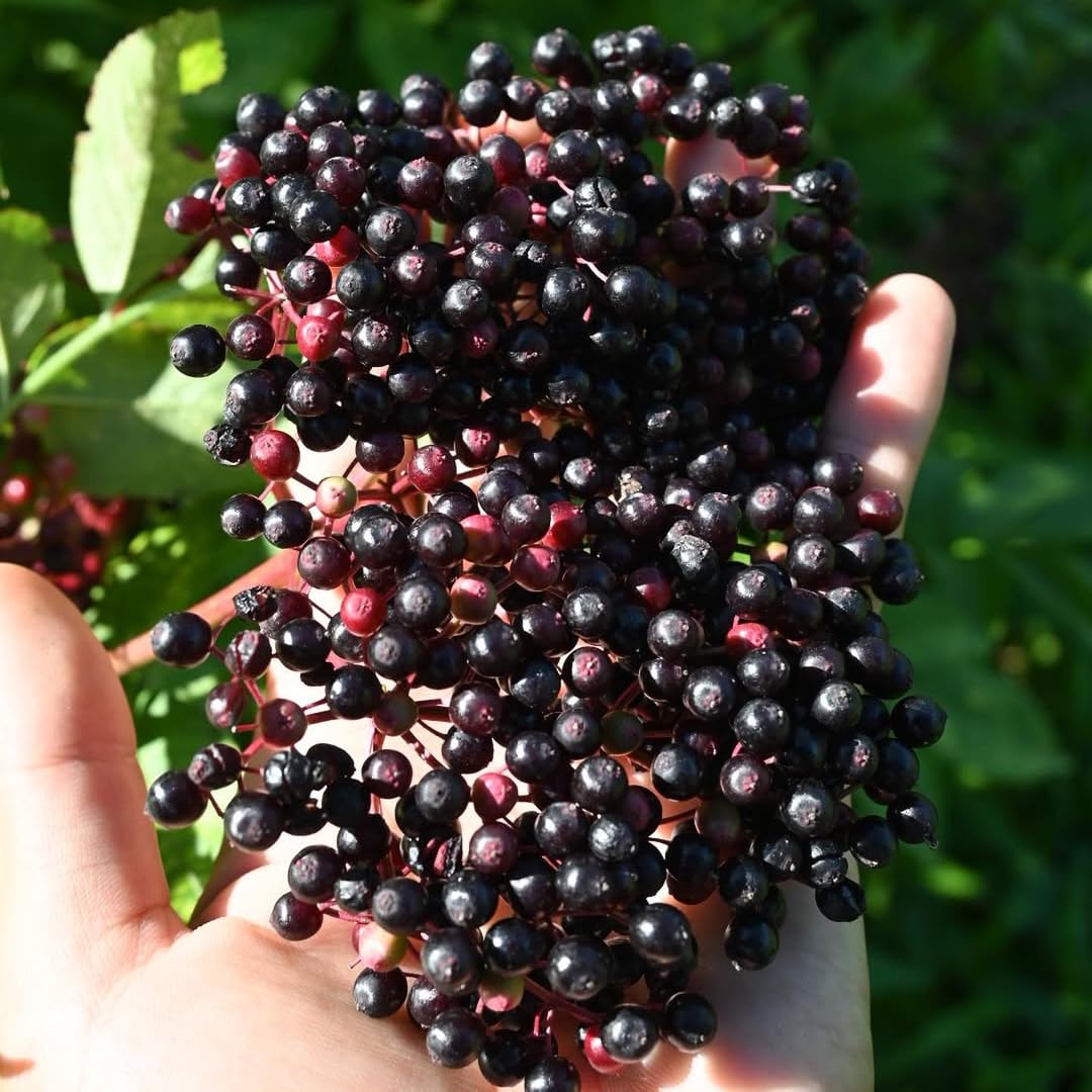 4 Black Elderberry Bushes Trees Plants Live for Planting, 5-9", American Elderberry Cold Hardy for Outdoor Growing