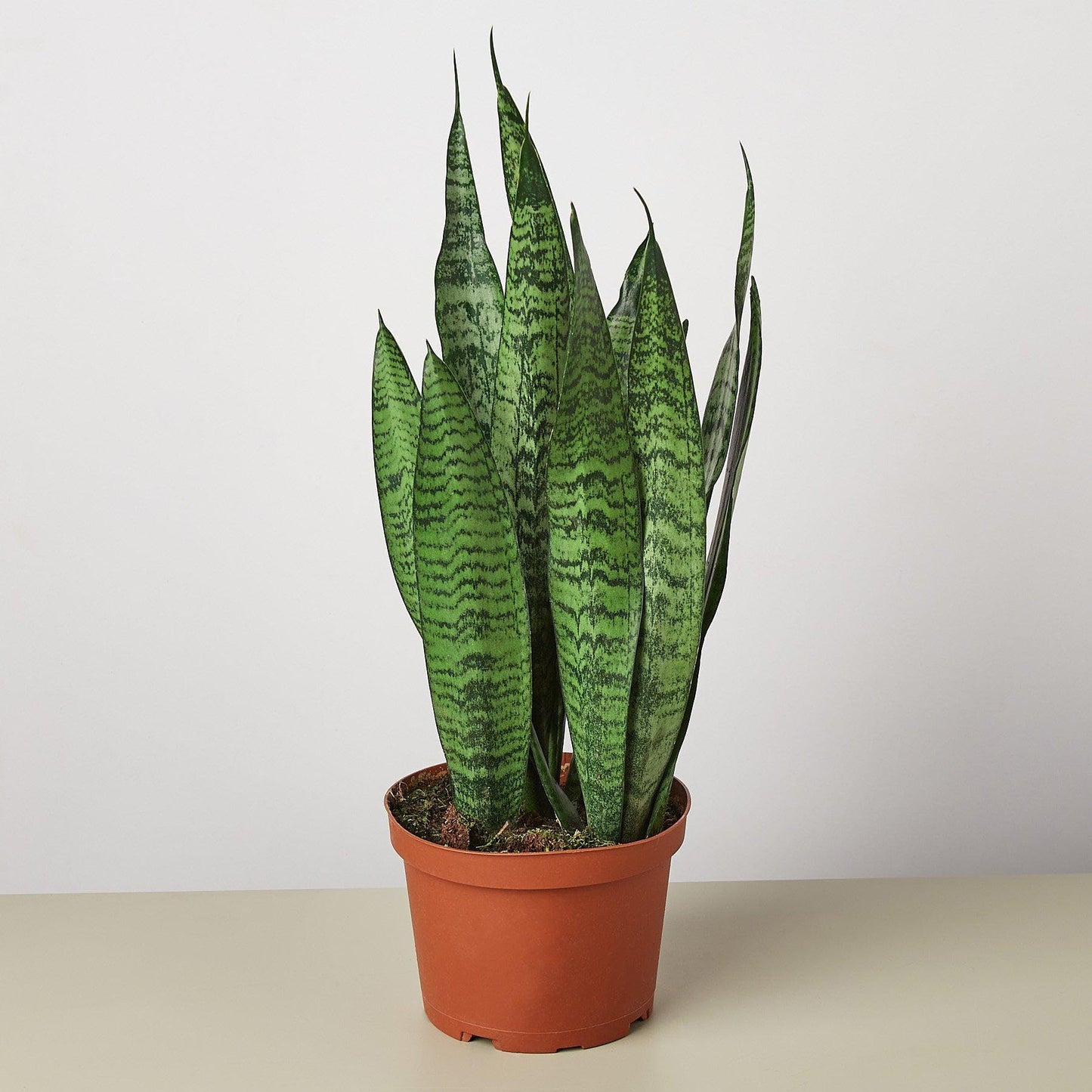 Snake Plant 'Zeylanica' | Live Plant for Indoor & Outdoor | for Living Room, Office, Bathroom | (6" Pot)