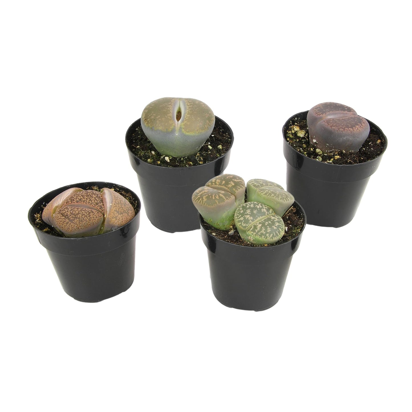 Altman Plants Giant Living Stones Succulents (4PK) XL Lithops Live Plants & Real Succulents, Pet Safe Plants & Live Succulent Plants, 2.5" Pots, Pet Friendly Plants, Live Plants in Succulent Soil Mix