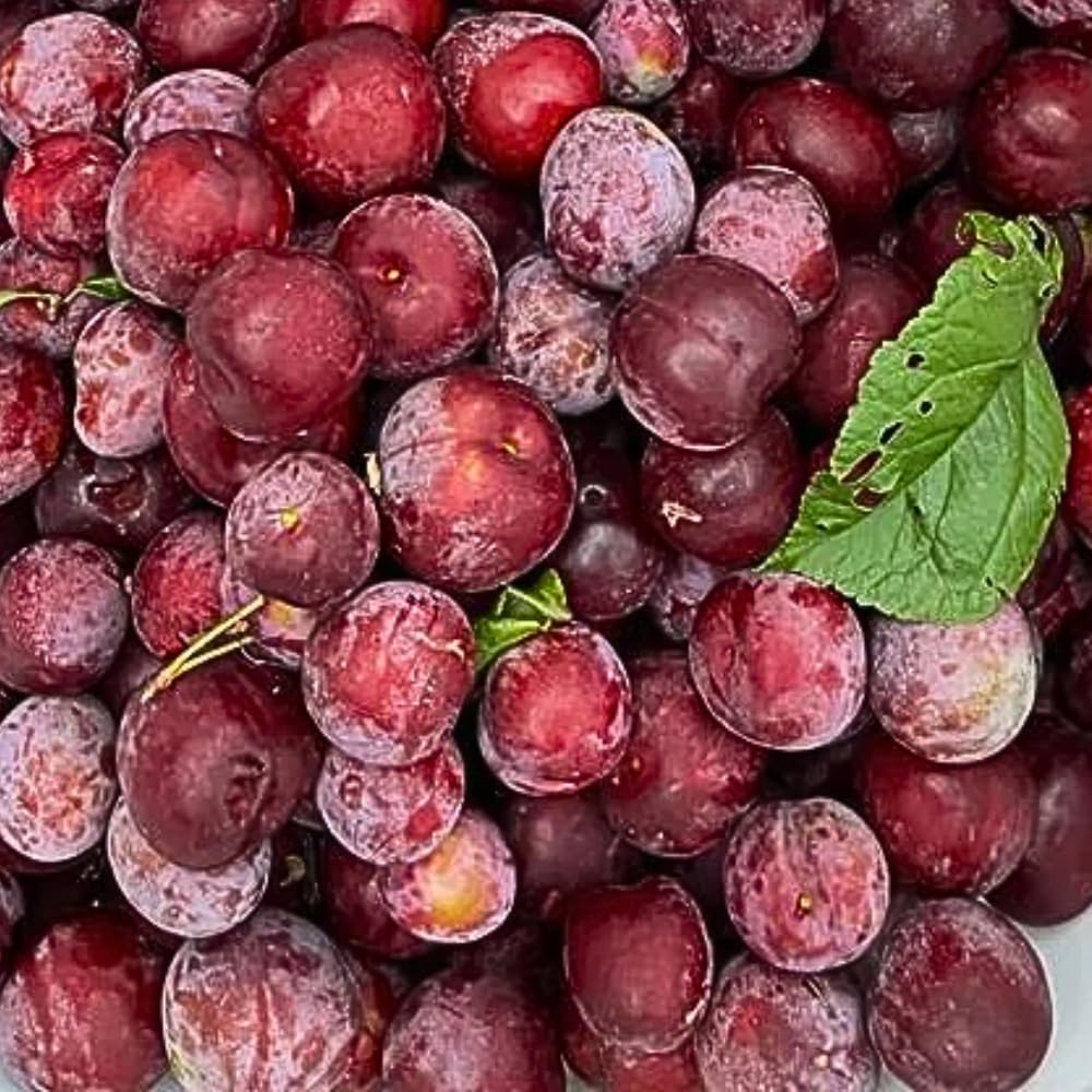 Plum Tree, Plum Live Plant, Sweet Fruit Plant, Live Fruit Tree for Outdoor Planting, 3 Feet Tall in 3 Gallon Pot, No Ship to CA (Red)