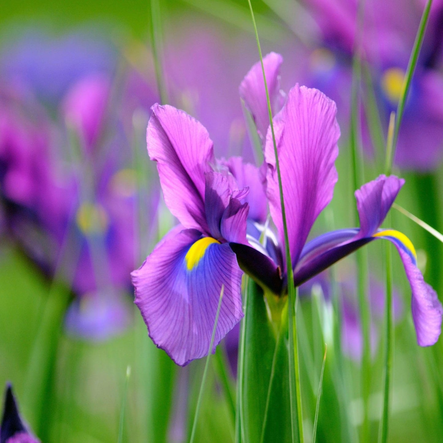 Dutch Iris ‘Valentine’ – Top-Size Bulbs for Fall Planting | Rich Indigo-Purple Blooms, Hardy Spring Flower Bulbs Ideal for Borders, Beds, and Cut Arrangements | Easy-to-Grow Dutch Variety