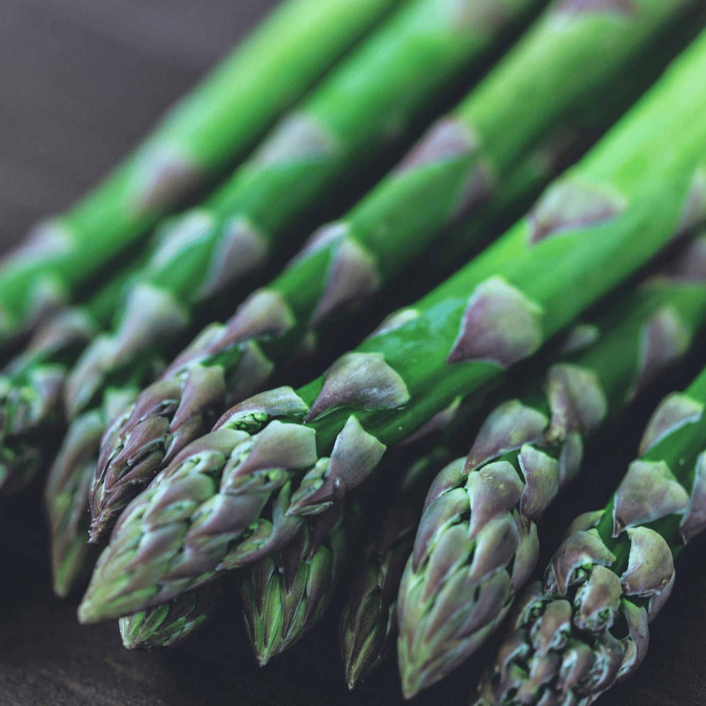 Jersey Knight Asparagus Roots - Hardy and High Yielding, 2yr Bare Root Asparagus Crowns from Hand Picked Nursery (5)