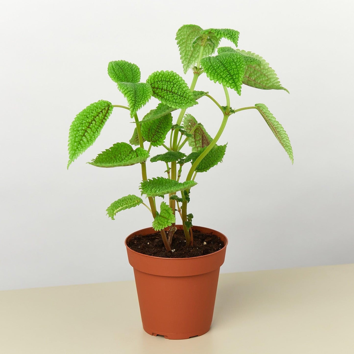 Pilea Moon Valley | Live Plant for Indoor & Outdoor | for Living Room, Office, Bathroom | (4" Pot)
