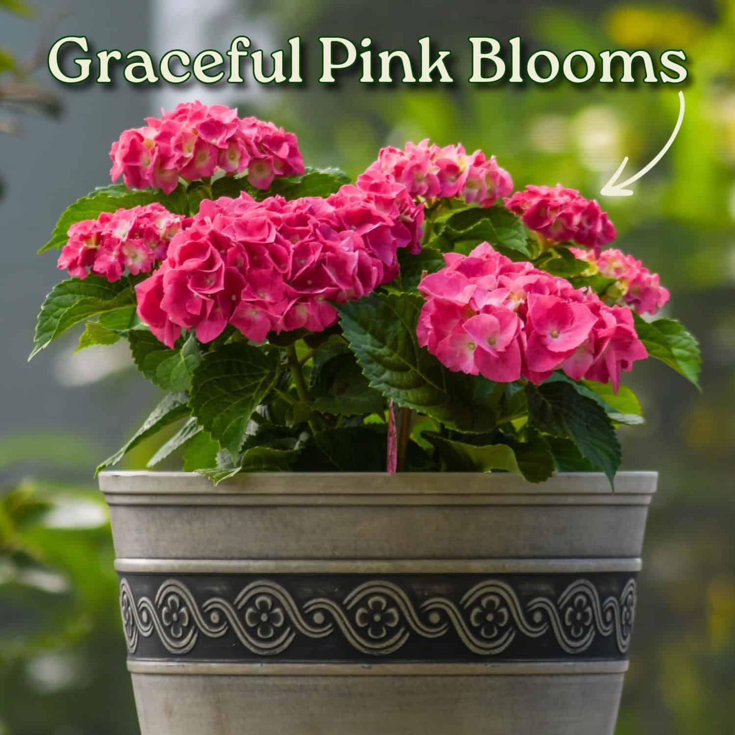 Live Plant Hydrangea Pink Merritt Supreme - Tropical Plants of Florida - 20 inch to 24 inch Overall Height (Plant Only)