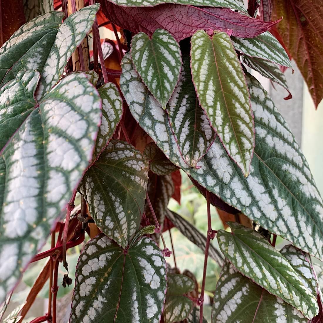 Rex Begonia Vine - 4 Live Starter Plants in 2 Inch Pots - Cissus Discolor - Extremely Rare and Beautiful Vining Indoor Houseplant - Air Purifying