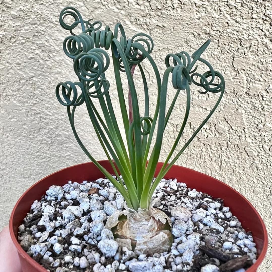 Rare Albuca Spiralis Plant Live in 3" Pot, Corkscrew Frizzle Sizzle Houseplant Ornamental Albuca Spiralis, Curly Grass Succulent Live Plant