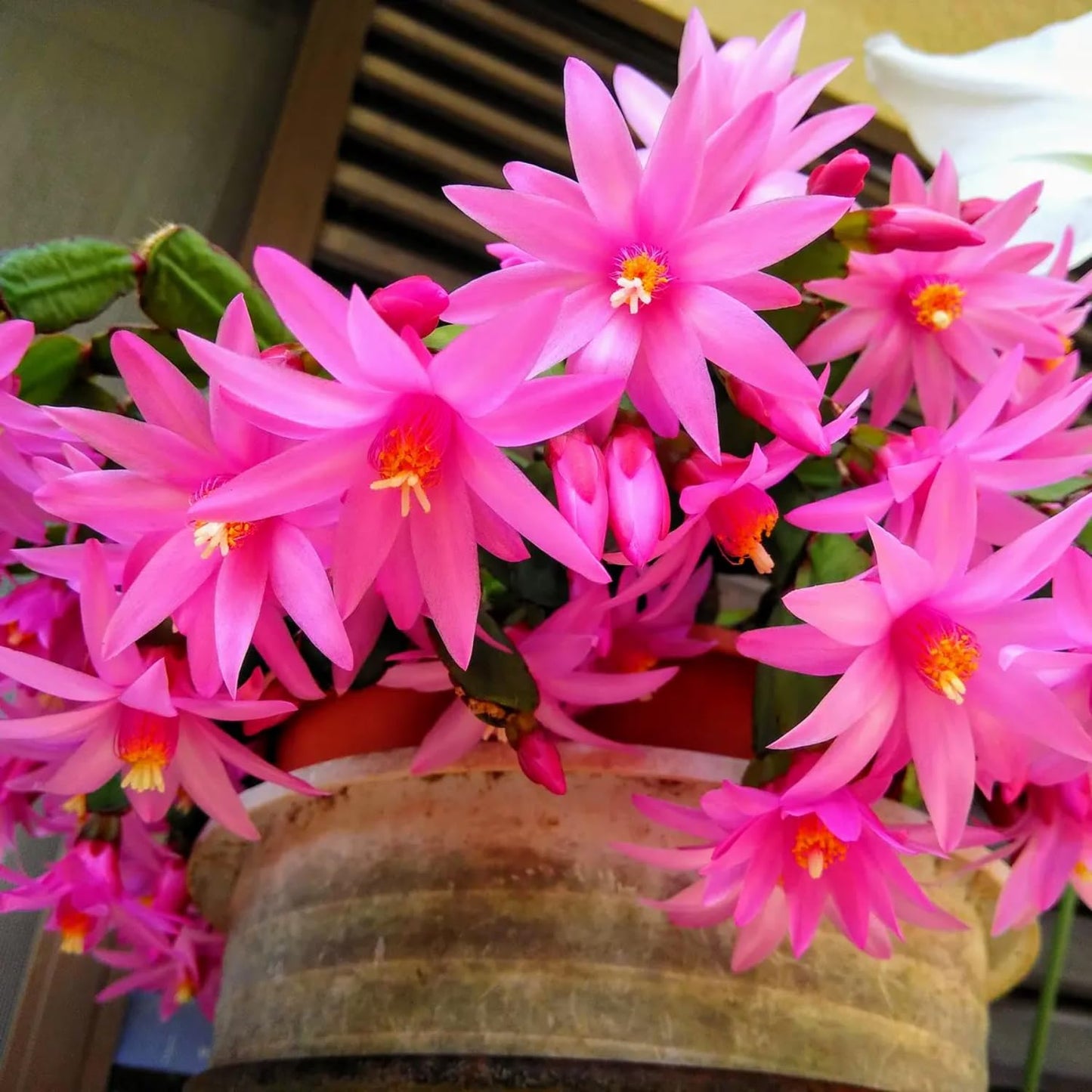 Pink Easter Cactus Plant Live, Spring Flowering Cactus in 2'' Pot, Low-Maintenance Indoor Plant
